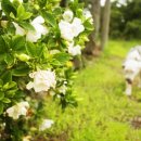 꽃보다 개 이미지