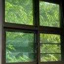 이유희 | 초록빛에 잠식해