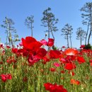 금호강영천 이미지