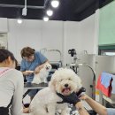 (단기)펫푸드(자격증) 이미지