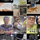 황금산 고양이 이미지