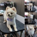 애견깍새 이미지