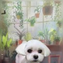 울알라애견미용 이미지