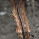 초월약초 이미지