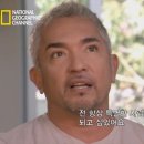 도그스토리 이미지