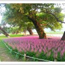 성주 경산리 성밖숲 이미지