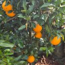 풍요농원 | 제주서귀포 "트로이테마농원" 한라봉 따기 후기🍊✨️