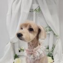 화려하개 이미지