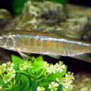 피라미다 이미지