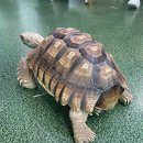 해피주 동물카페 원주점 이미지