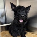 한울 AHC동물병원 | 강아지 건강검진 보호자 후기 [대구동물건강검진센터/본동물건강검진영상센터]