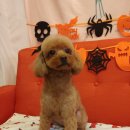 도그리썸 이미지