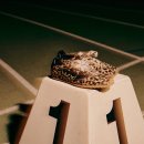 스피드플라워 이미지