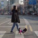 너랑나랑 행복하개 이미지