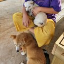 정봉인 | 200610 포해피니스 봉사후기