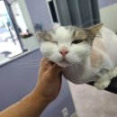 아꼬운냥 이미지