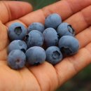 쌍봉농장 이미지