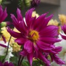 대명비발디파크 이미지