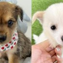 뽀시래기 이미지