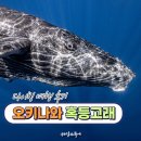 오키나와 5일 혹등고래 투어⎮웨일스투어 전체 일정 후기