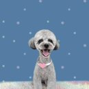 하얀이언니네 이미지