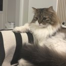 황금산 고양이 | 황금산고양이 미용 후기 다산 고양이 미용 다산 고양이 호텔