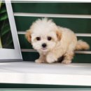 신반포로43길 23-37 | 서울 유기견보호소 준비물 방문 후기