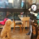 도그앤미 이미지