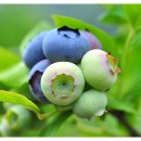 솔미농원 이미지