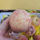 청수농장 | 조치원복숭아 여름엔 청수농원 복숭아가 정답이에요