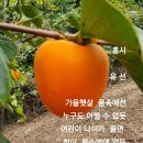 유*선 - 미추홀구 주안서로 18 | 유*선