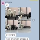 온나펫 네이버블로그