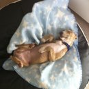 펫라운지(PET LOUNGE) 이미지