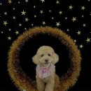 핫도그 반려견 유치원 이미지