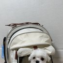 강아지 켄넬 이미지