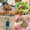 청정수풀 | 제주도 고사리 스팟 채취 체험 고사리 식당 봄 식도락 제주 여행