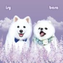 바라스튜디오 이미지