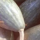 김재연농장 이미지