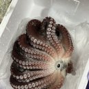 백암온천주유소 이미지