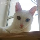 라임동물병원 이미지