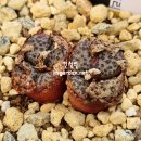 홍문농장 이미지