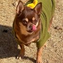 왈가왈부애견 이미지