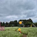 알로에팜영농조합법인 | 2026 제주 메밀 축제 후기