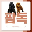 콜리네 | 보더콜리분양 입양후기