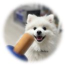 #DOG | 내돈내산! 아가들 치아건강 및 장난감으로!슈퍼포우 후코이단츄 &amp; 바이타민츄