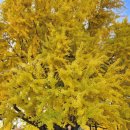 강원도 횡성군 횡성읍 읍상서로 이미지