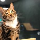 잔다냥 강동점 이미지