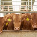 우량한우 이미지