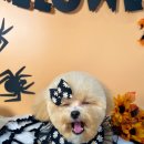 앙볼리펫살롱 이미지