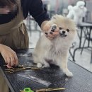 세종애견미용 이미지